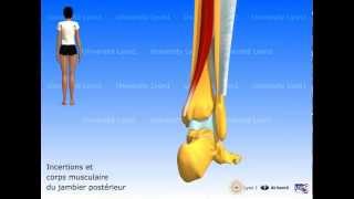 Les muscles de la jambe  loge post  plan profond [upl. by Naujled]