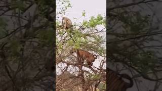 Tiger vs Monkey The Ultimate Treetop Showdown [upl. by Annaierb849]