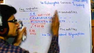 Satellite DNA  minisatellite and microsatellite [upl. by Deron]