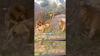 Leones pelean su territorio 💥😱 animales animalsalvaje animals salvajes wildlife wildanimals [upl. by Aizti]