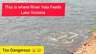 This is where River Yala Feeds Lake VictoriaToo Dangerous 😦🥹 [upl. by Eivad]