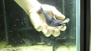 Asterophysus batrachus  gulper cat hand feeding video [upl. by Nuahsed501]