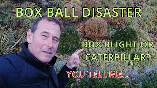 Box Blight Box Tree Caterpillar and alternatives to boxwood plants in the UK Garden [upl. by Irdua]