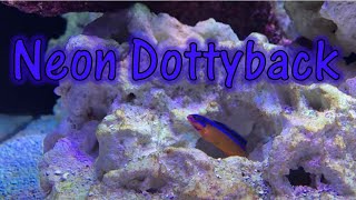 Reef Tank Species Spotlight Neon Dottyback [upl. by Ronel]