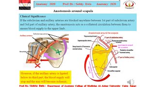 ‫Anastomosis aroud the scapula [upl. by Adnarahs213]