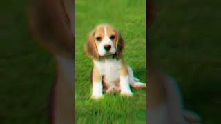 Top 10 Most Cutest Dog Breeds In The World 🌎  The Top Tens  trending reels facts top10s [upl. by Imij184]