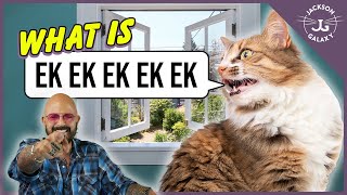 Cat Daddy Dictionary What is Cat Chattering [upl. by Qifar452]