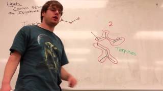 Lipids Part 1  Common Structures and Isoprenes [upl. by Wiggins505]