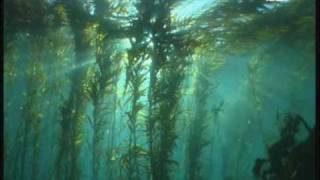 Dive the Giant Kelp Forest Tasmania Australia [upl. by Haggerty]