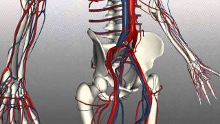 Veins of the body  PART 2  Anatomy Tutorial [upl. by Cindee]