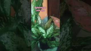 aglaonema care ll shorts ytshorts youtubeshorts trending viral [upl. by Hortense96]