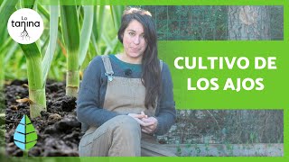 Cómo SEMBRAR y CULTIVAR AJOS 🧄 Cultivos Fáciles para el Huerto [upl. by Odnalo]