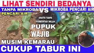 SAYA BONGKAR‼️AGAR TANAMAN TETAP SUBUR DIMUSIM KEMARAU MESKI JARANG DISIRAM  MIKORIZA [upl. by Idhem]