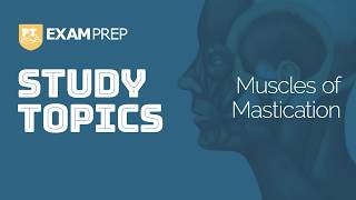 Study Topics Muscles of Mastication [upl. by Aninad522]