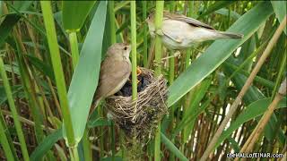 Reed Warblers Nest 1 [upl. by Aicyla]