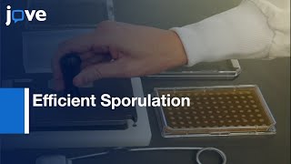 Efficient Sporulation Of Saccharomyces cerevisiae In 96 Multiwell Format l Protocol Preview [upl. by Nihs343]