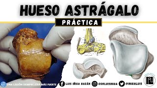 Anatomía Práctica Hueso Astrágalo  Caras Articulaciones Inserciones Ligamentosas [upl. by Ertnod]