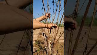 Plum tree cutting gardening farming satisfying [upl. by Adniled583]