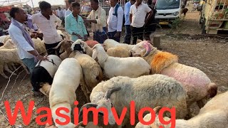 Amingad kids sheep farming information in Amingad market wasimvlog sheep amingadsheepmarket [upl. by Eltsirc]