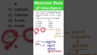 Gel Electrophoresis I Molecular Basis of Inheritance [upl. by Lyrehs]