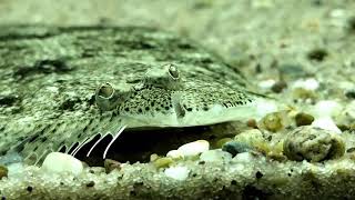 Achirus novoae south american freshwater sole feeding [upl. by Greeson992]