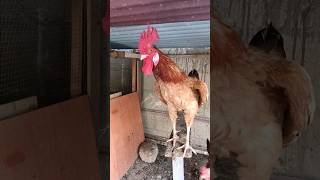 Adorable Rooster Crowing Sounds  Amazing Rooster Crowing Sound Effect  shorts🐓 [upl. by Nerehs330]