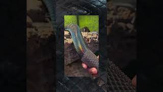 The Black Python Shedding snake shedding python satisfying asmrsounds rare shorts [upl. by Loss581]