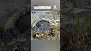 Alligator Devours Invasive Python in Florida [upl. by Nomed]