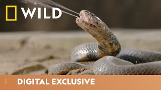 Surprise Snake Crashes a Wedding  Snakes in the City  National Geographic Wild UK [upl. by Eddra]