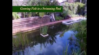 Converting a Swimming Pool to Grow Fish [upl. by Arbmahs]