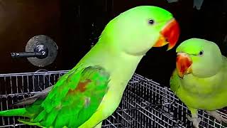 Parrot Natural Sounds  Parrot Talking [upl. by Libnah568]