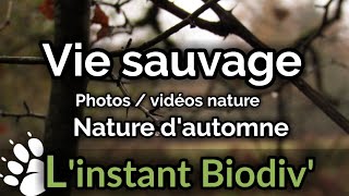 Vie sauvage nature dautomne [upl. by Oisacin]