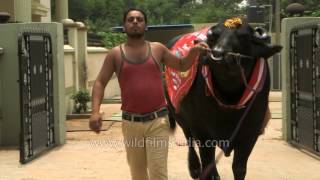 1400 kg giant murrah bull in India [upl. by Hussein]