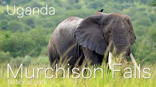 Murchison falls National park [upl. by Aicened517]