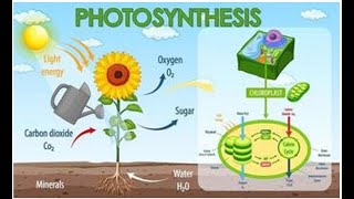 Photosynthesis  what is Photosynthesis youtube biology plants totallyqrious science [upl. by Neerual]