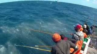 Longfin Tuna off Cape Point South Africa [upl. by Ardnoet]