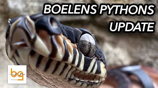 Boelens Python Simalia Boeleni update 1  first few months [upl. by Eeraj860]