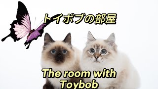 The room with Toybob🐈‍⬛ [upl. by Erdried]