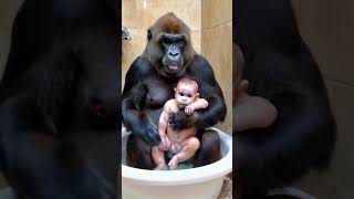 A very happy scene funnyanimal funny shots pets gorilla cute monkey chimpanzee baby [upl. by Mccullough]