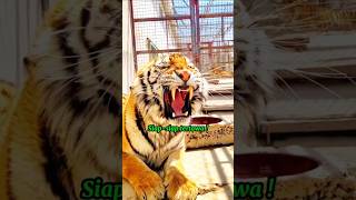 Fear of the King Tiger Vs Waterkisahrimba animals funny animallover fuunyanimals shorts [upl. by Benis]