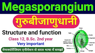 गुरुबीजाणुधानी  megasporangium in hindi  guru bijanu dhani  Structure the Ovule class 12 biology [upl. by Acinorrev]