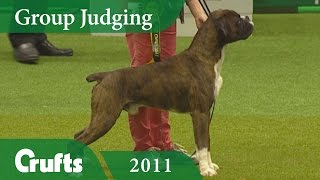 Boxer wins Working Group Judging Again at Crufts 2011  Crufts Dog Show [upl. by Errised]