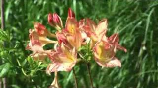 How to Grow Deciduous Azaleas [upl. by Nylad]