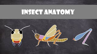 Insect Anatomy  Entomology [upl. by Sundstrom]