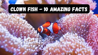 Clown Fish  10 Less Known Facts [upl. by Skricki261]