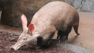 Aardvarken  Aardvark  Burgers Zoo [upl. by Nired750]