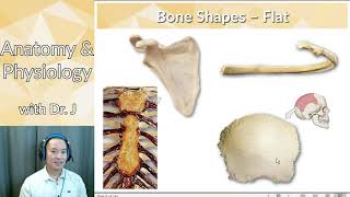 PHYL 141  Skeletal System  Bone Classification [upl. by Nautna319]