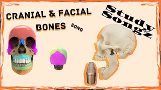 Cranial and Facial Bones Song  Study Songz  Bones of the Skull [upl. by Cohette]