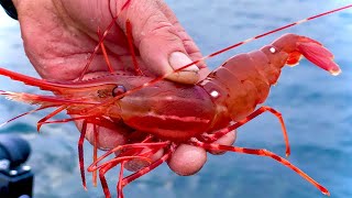 How to Catch Spot Prawns Shrimp Alaska [upl. by Vachell]