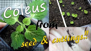 Growing Coleus From Seed and Cuttings  2019 [upl. by Dubois]